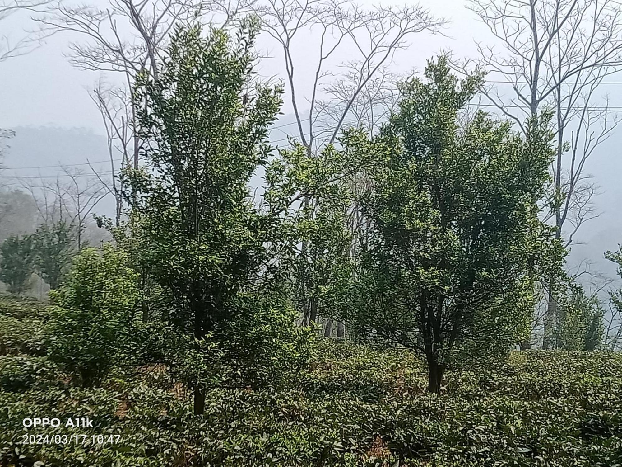 Dsd Bomzon Homestay Darjeeling (West Bengal) Exterior foto
